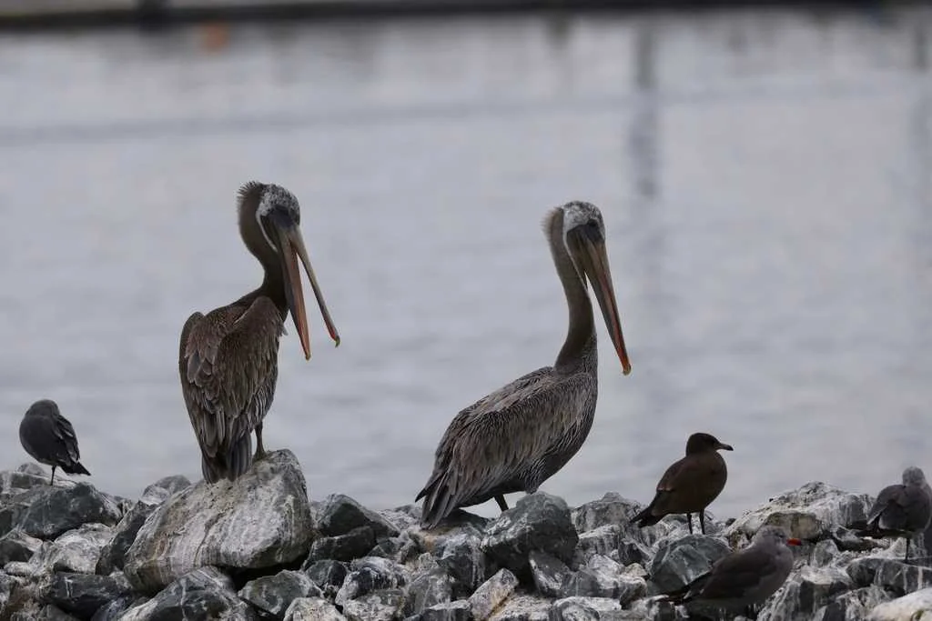 Two pelicans on some rocks